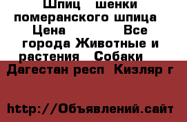 Шпиц - шенки померанского шпица › Цена ­ 20 000 - Все города Животные и растения » Собаки   . Дагестан респ.,Кизляр г.